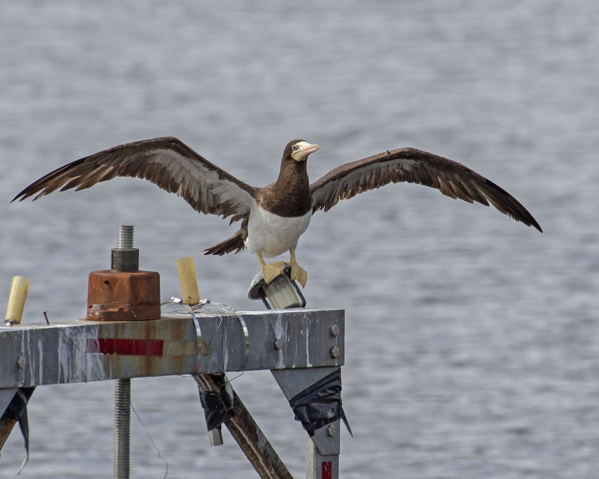 Brown Booby - ML623449418