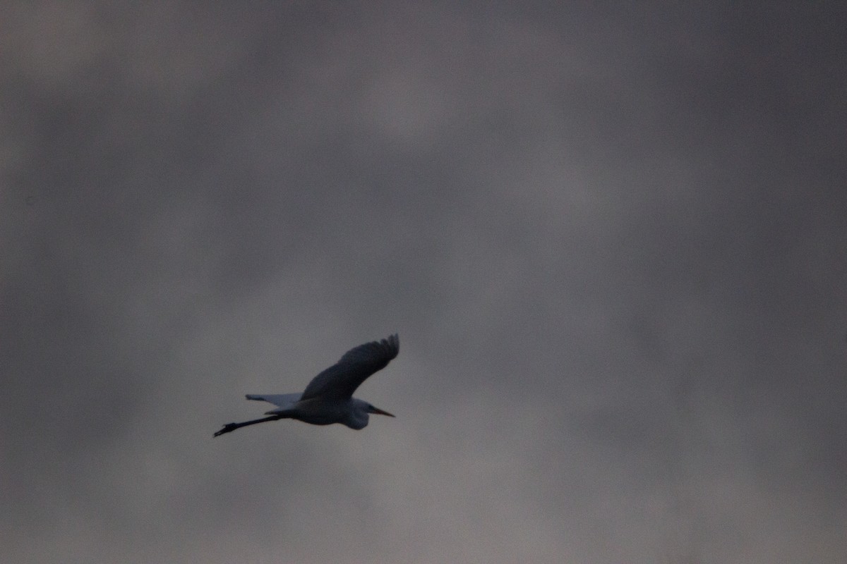 Great Egret - ML623449423