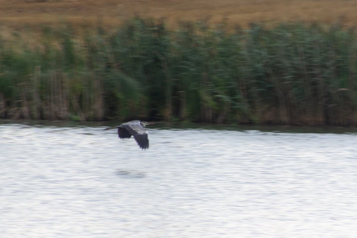 Gray Heron - ML623449438