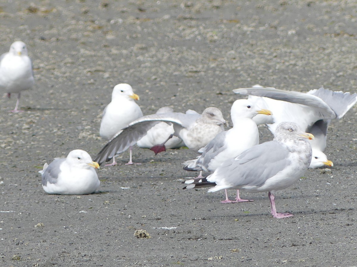 Herring Gull - ML623449439