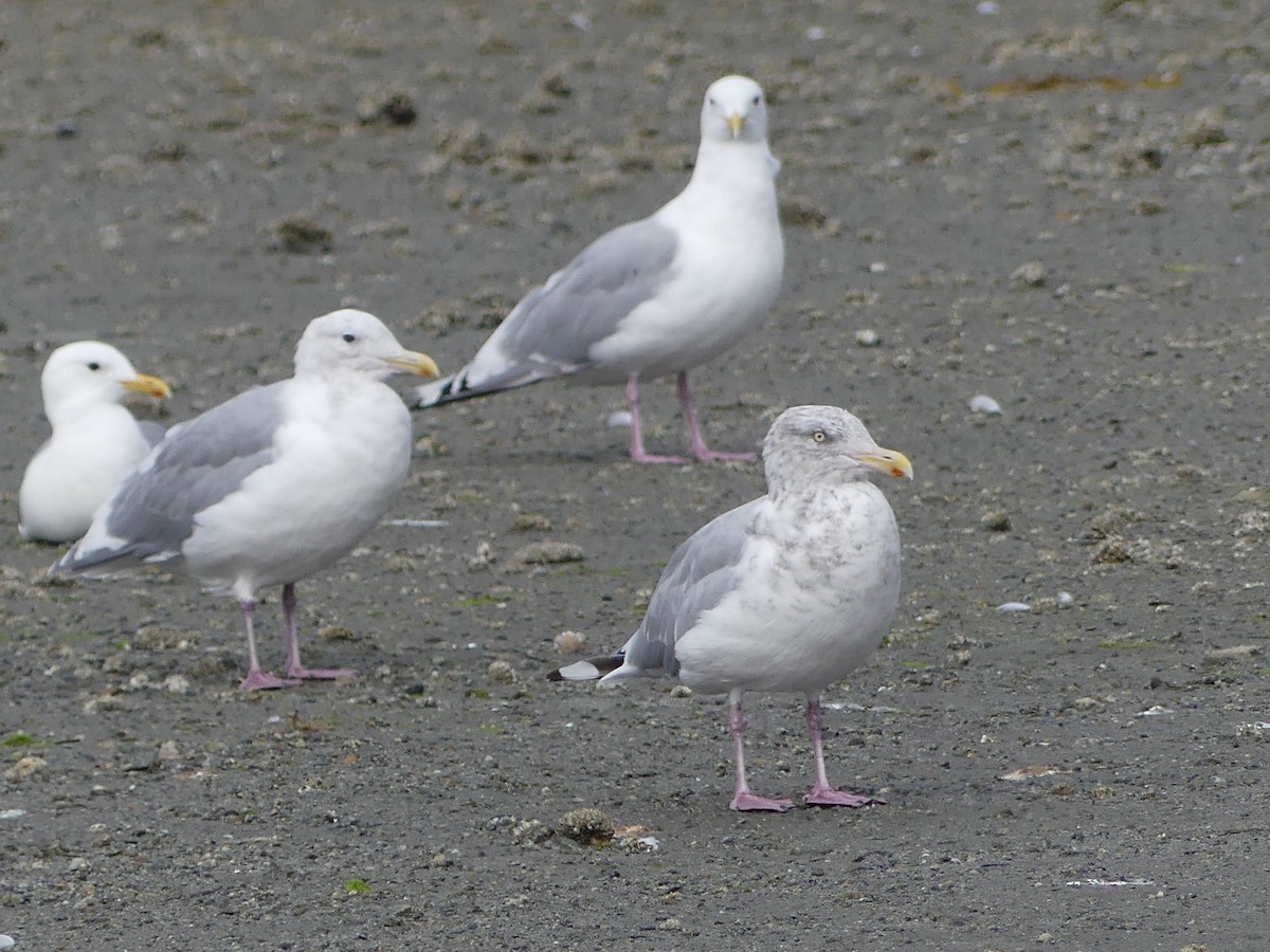 Herring Gull - Gus van Vliet