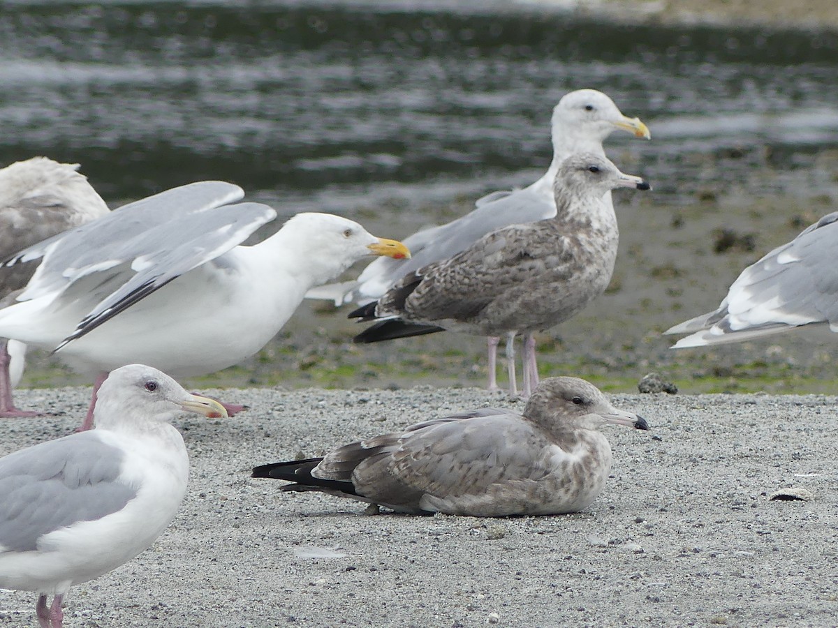 Herring Gull - ML623449441