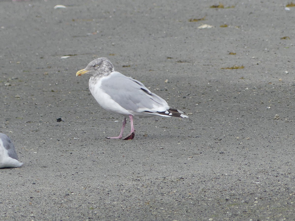 Herring Gull - Gus van Vliet