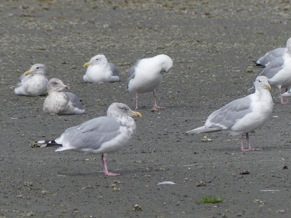 Herring Gull - ML623449443