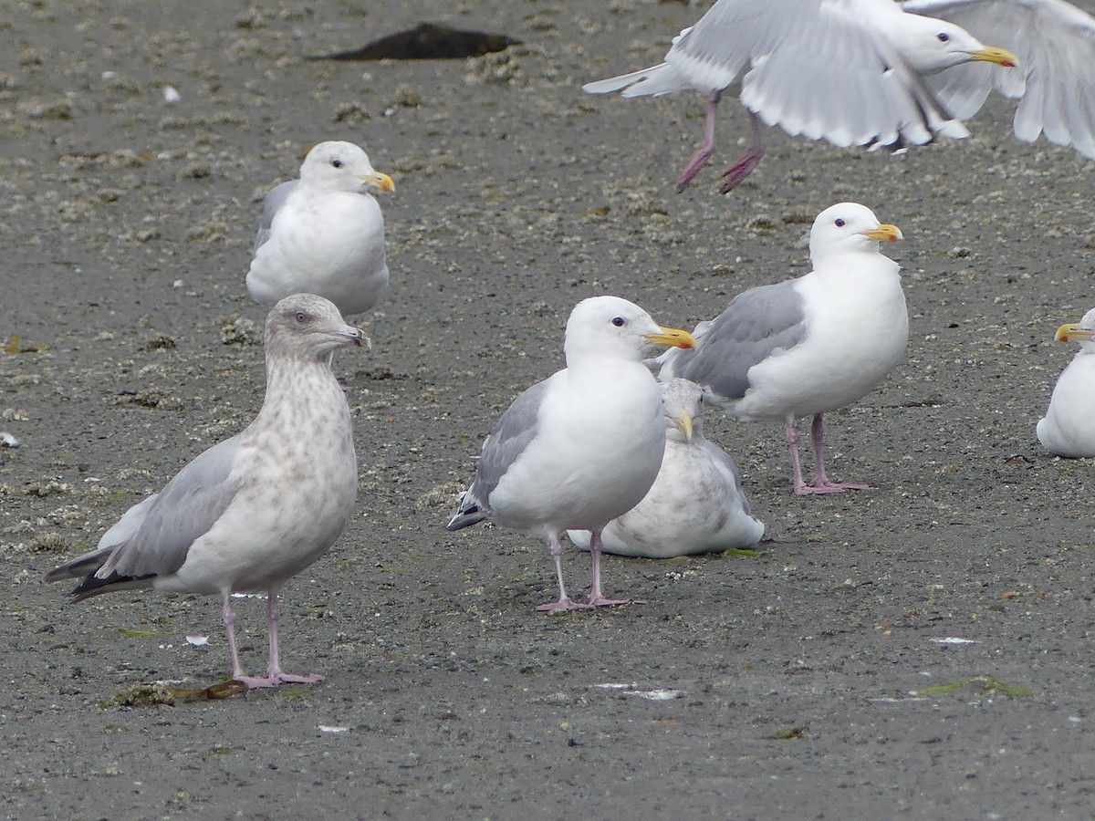 Iceland Gull (Thayer's) - ML623449458