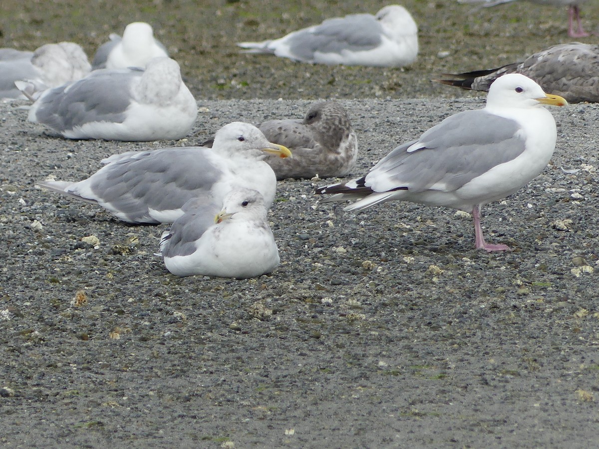 Iceland Gull (Thayer's) - ML623449459