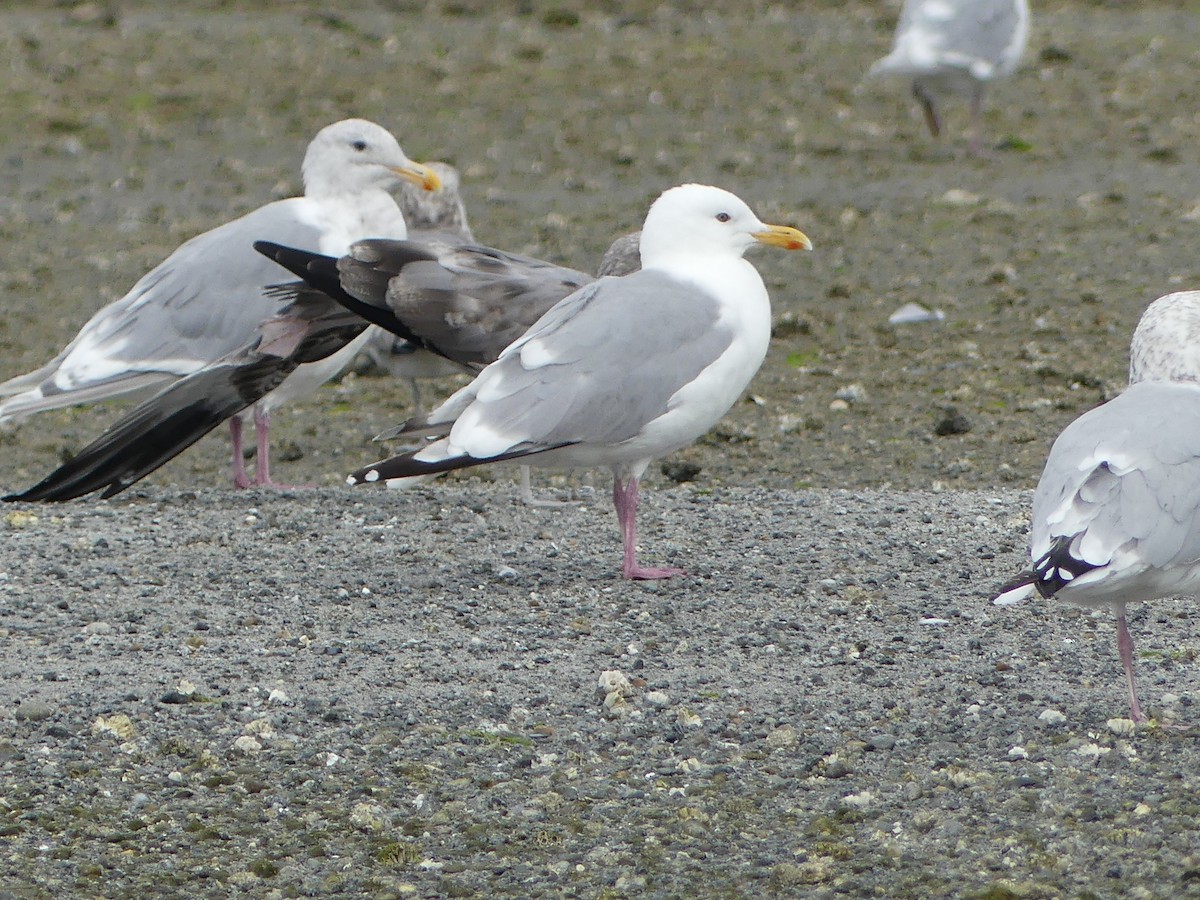 Iceland Gull (Thayer's) - ML623449460