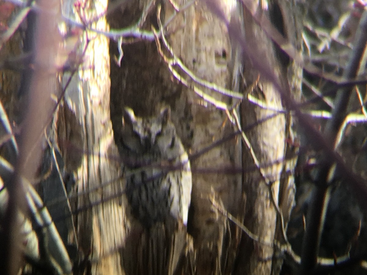 Western Screech-Owl - ML623449472