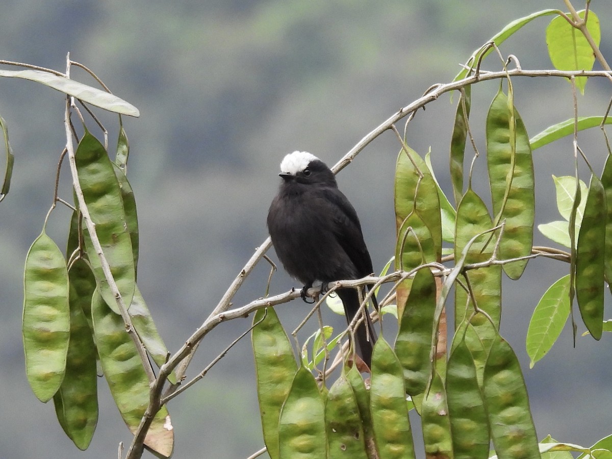 Long-tailed Tyrant - ML623449475