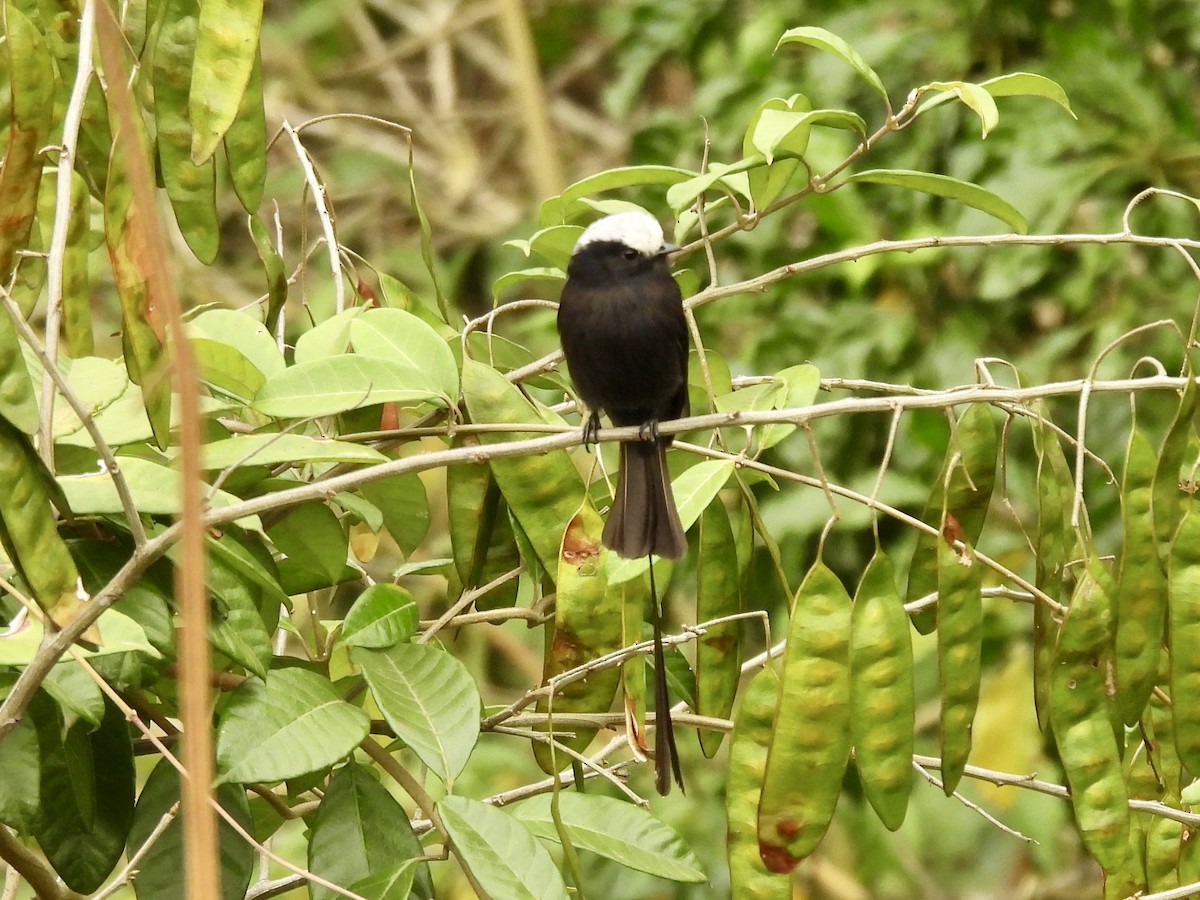 Long-tailed Tyrant - ML623449476