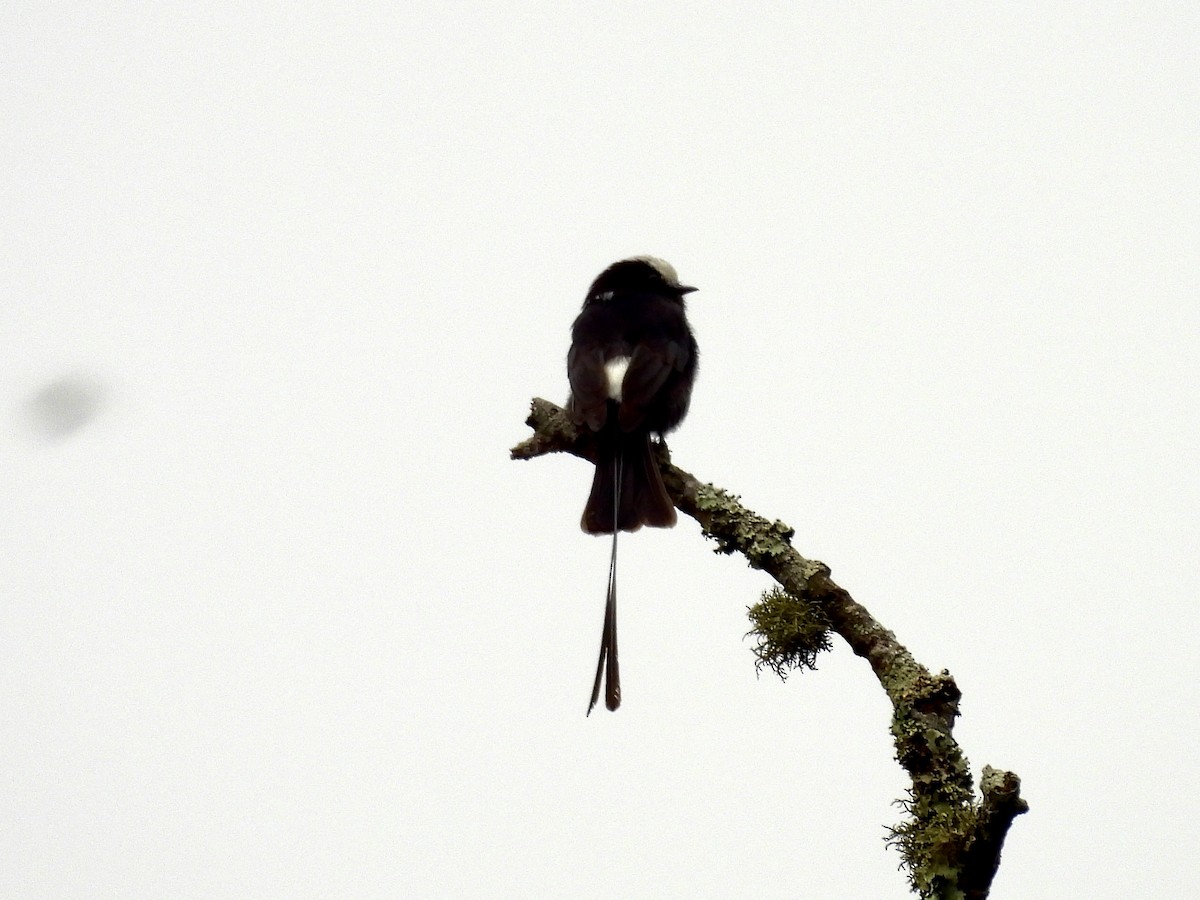 Long-tailed Tyrant - ML623449477