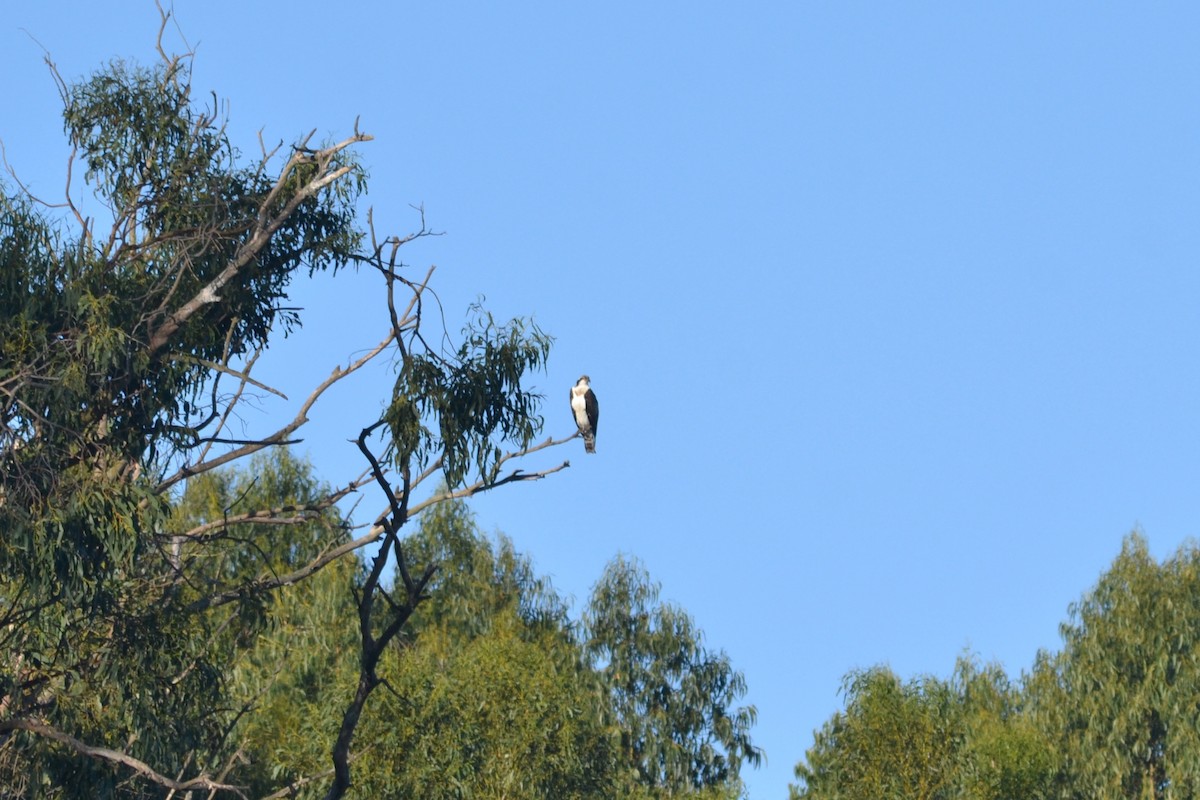 Osprey - Paulo  Roncon