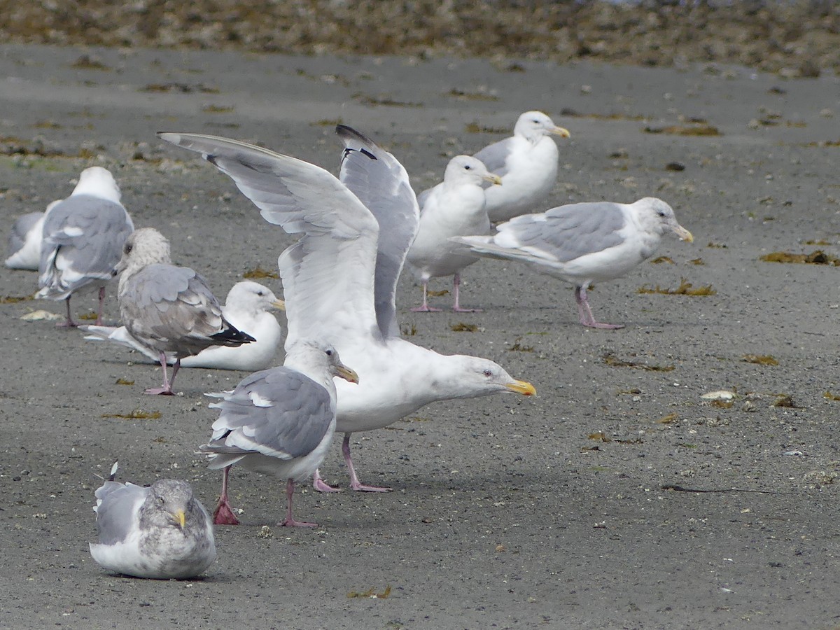 Herring x Glaucous-winged Gull (hybrid) - ML623449480