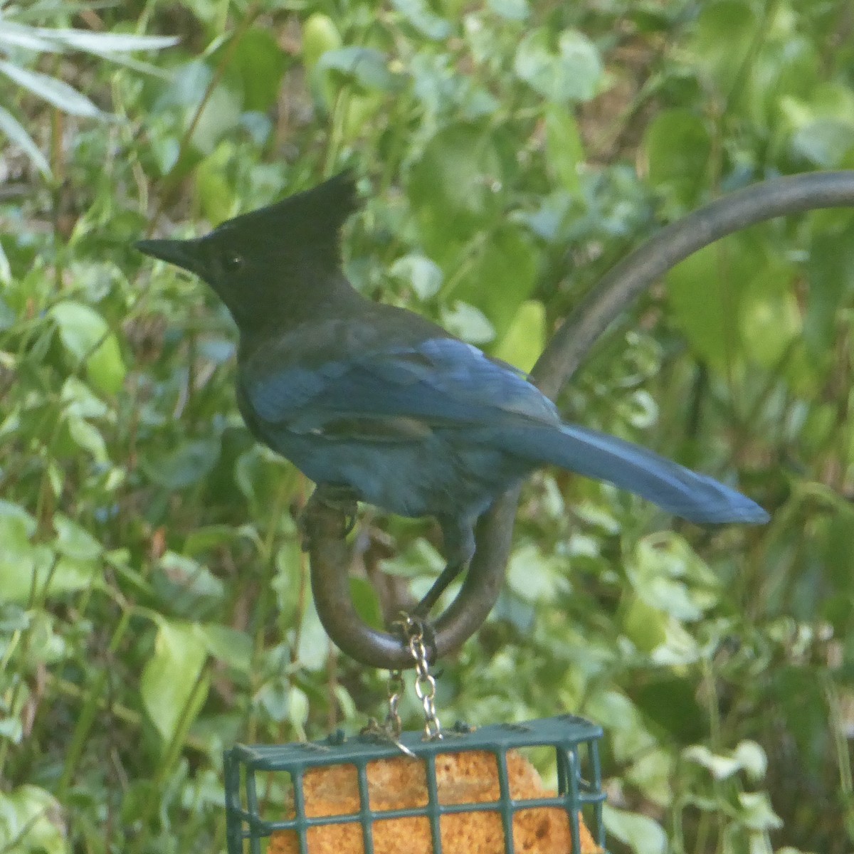 Steller's Jay (Coastal) - ML623449481