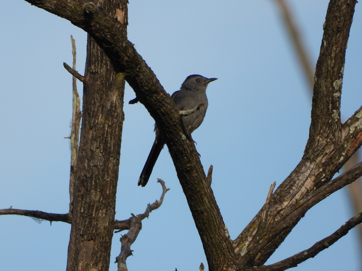 Gray Catbird - ML623449482