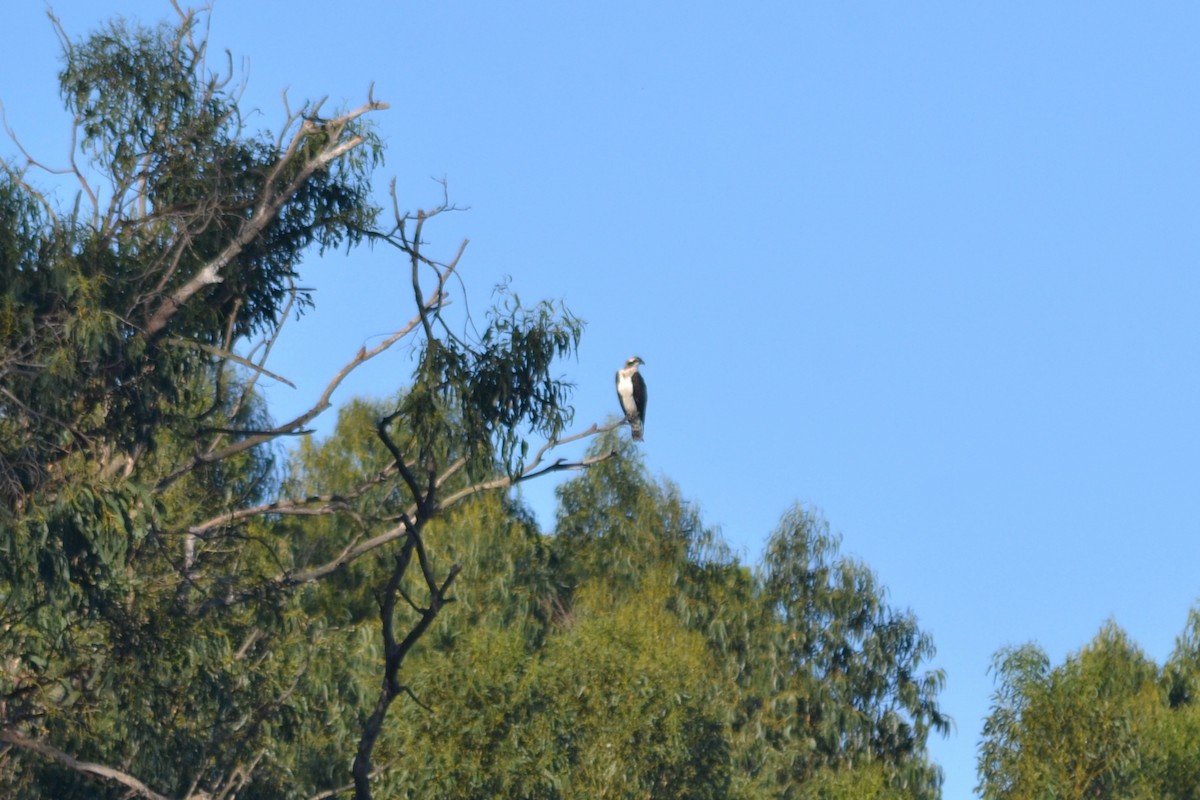 Osprey - ML623449483