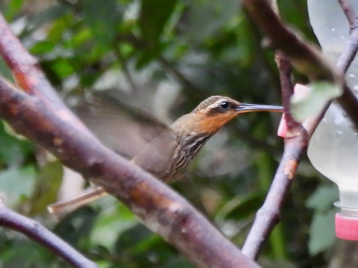 Saw-billed Hermit - ML623449484