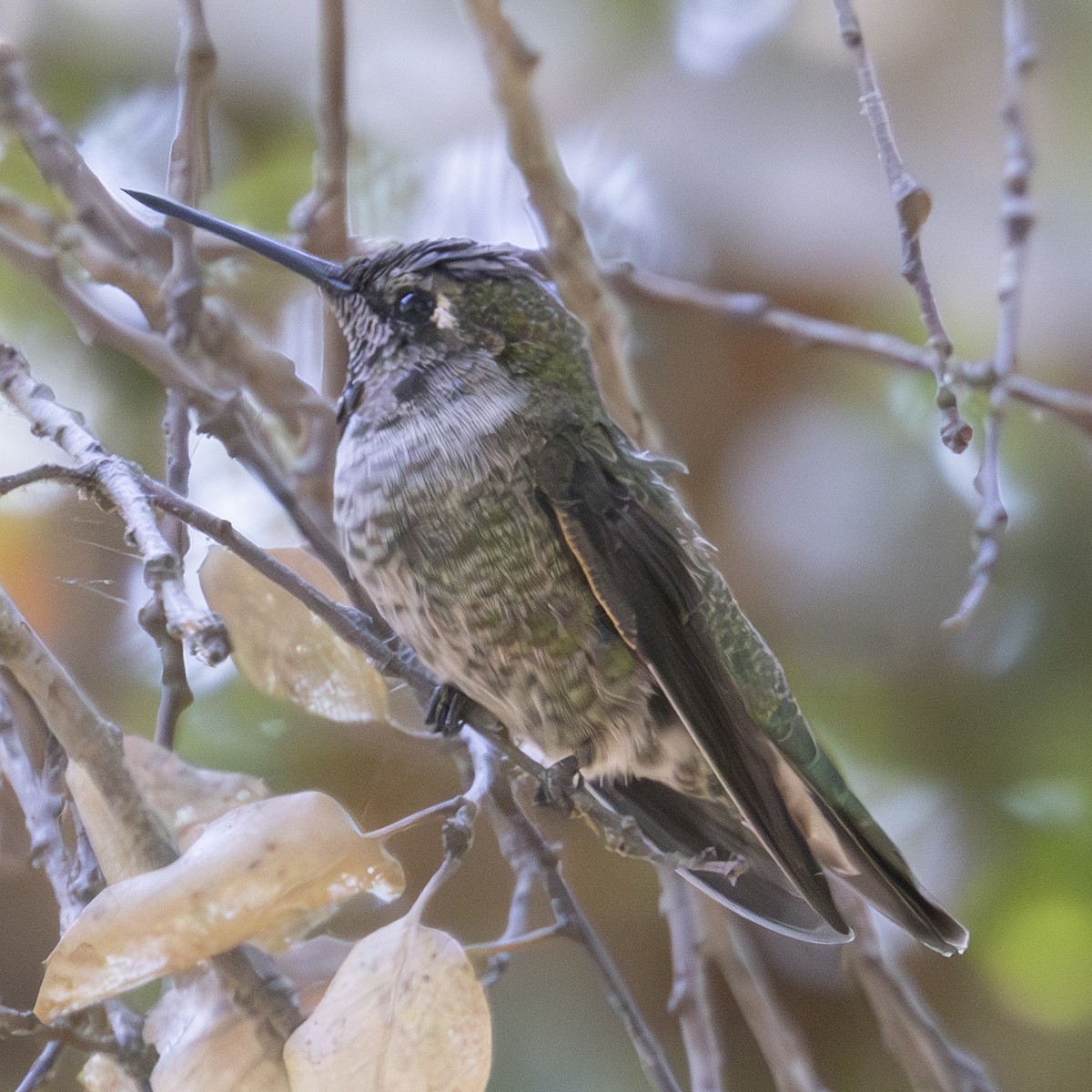 Anna's Hummingbird - ML623449489