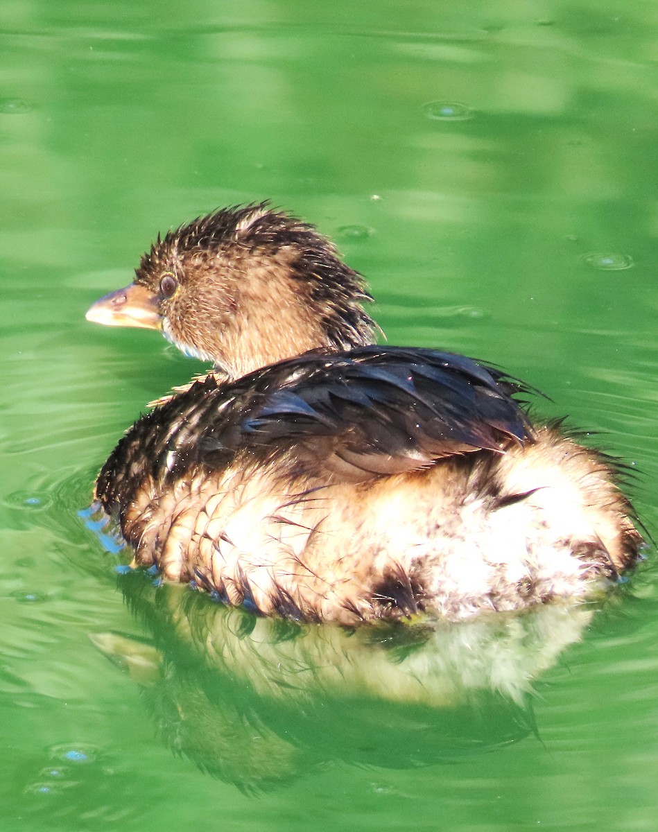 Pied-billed Grebe - ML623449492