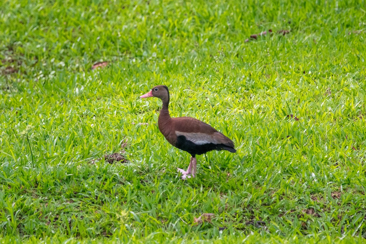 Black-bellied Whistling-Duck - ML623449493