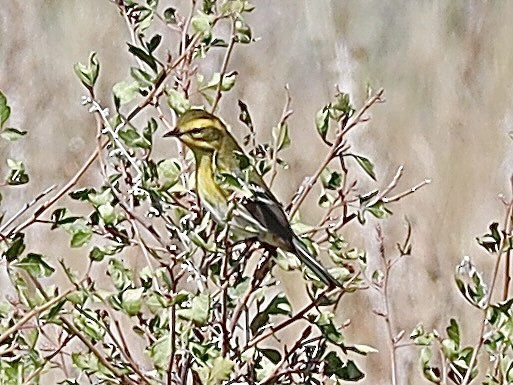 Townsend's Warbler - ML623449513