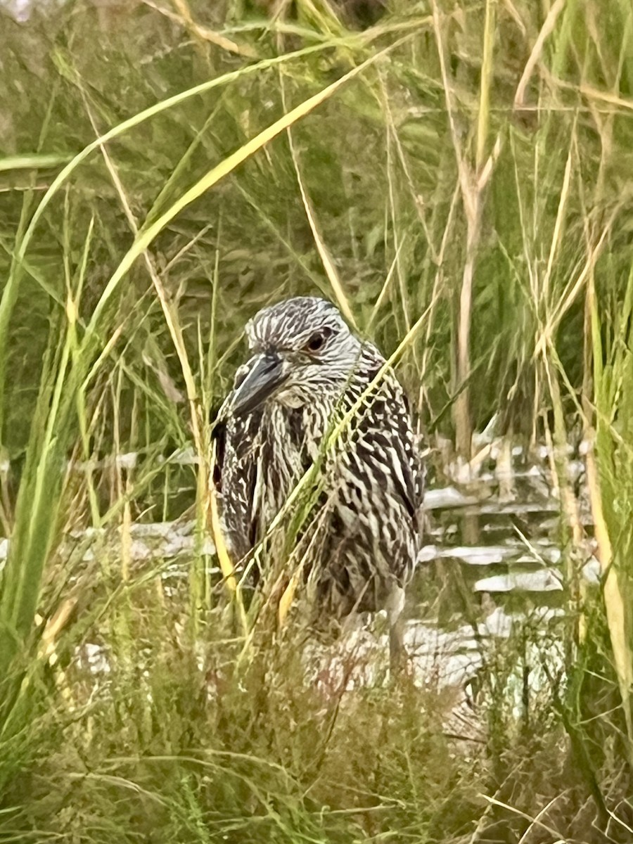 Yellow-crowned Night Heron - ML623449522