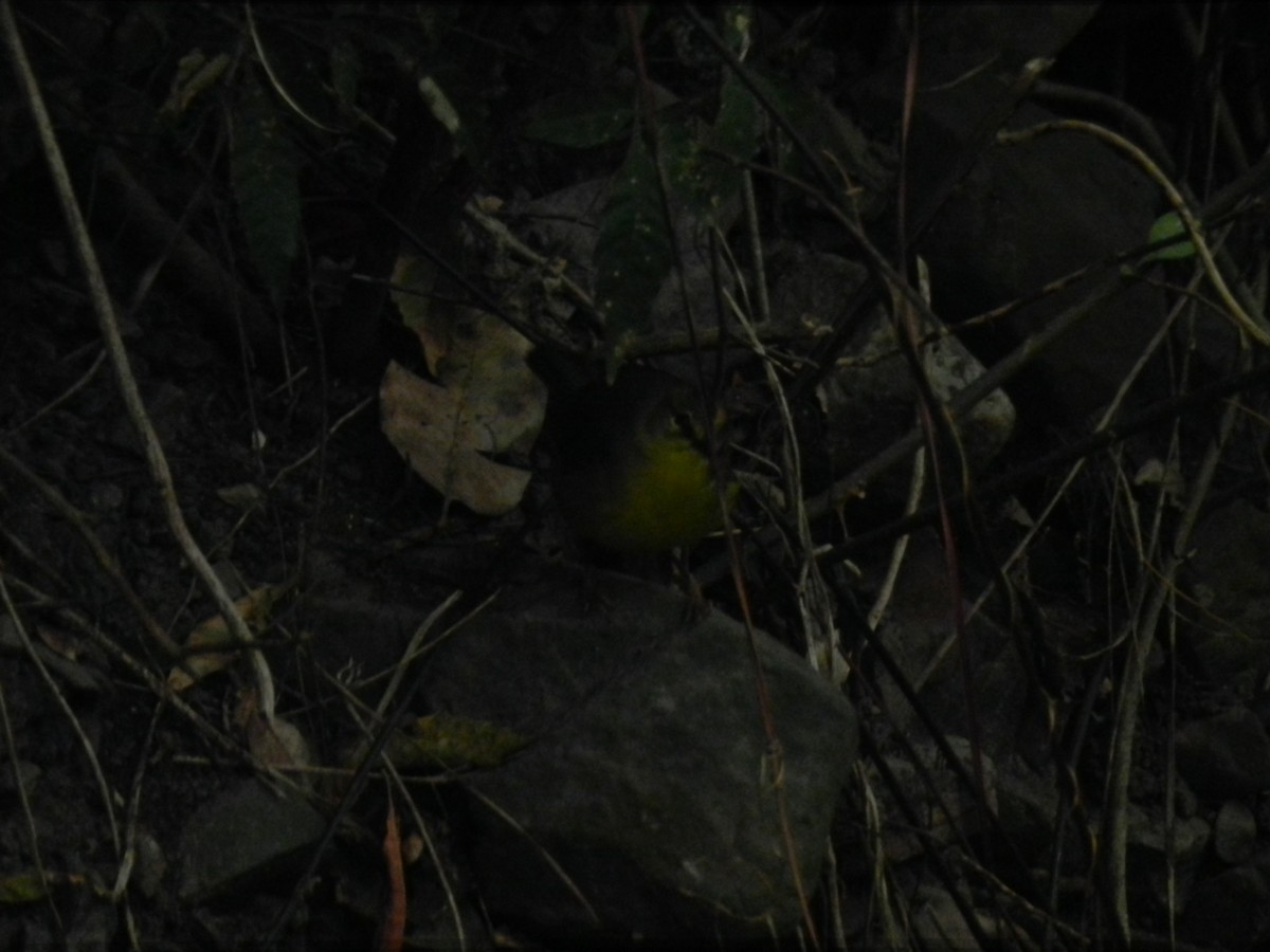 Two-banded Warbler - ML623449537