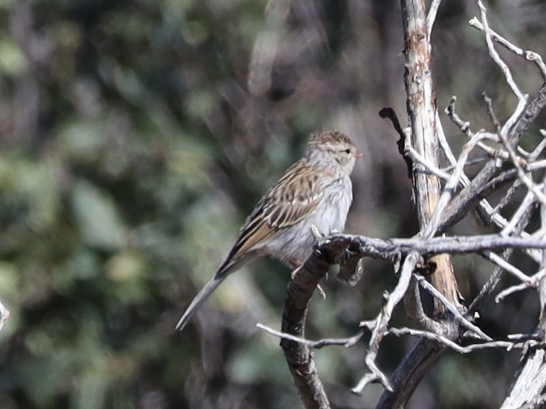 Chipping Sparrow - ML623449610