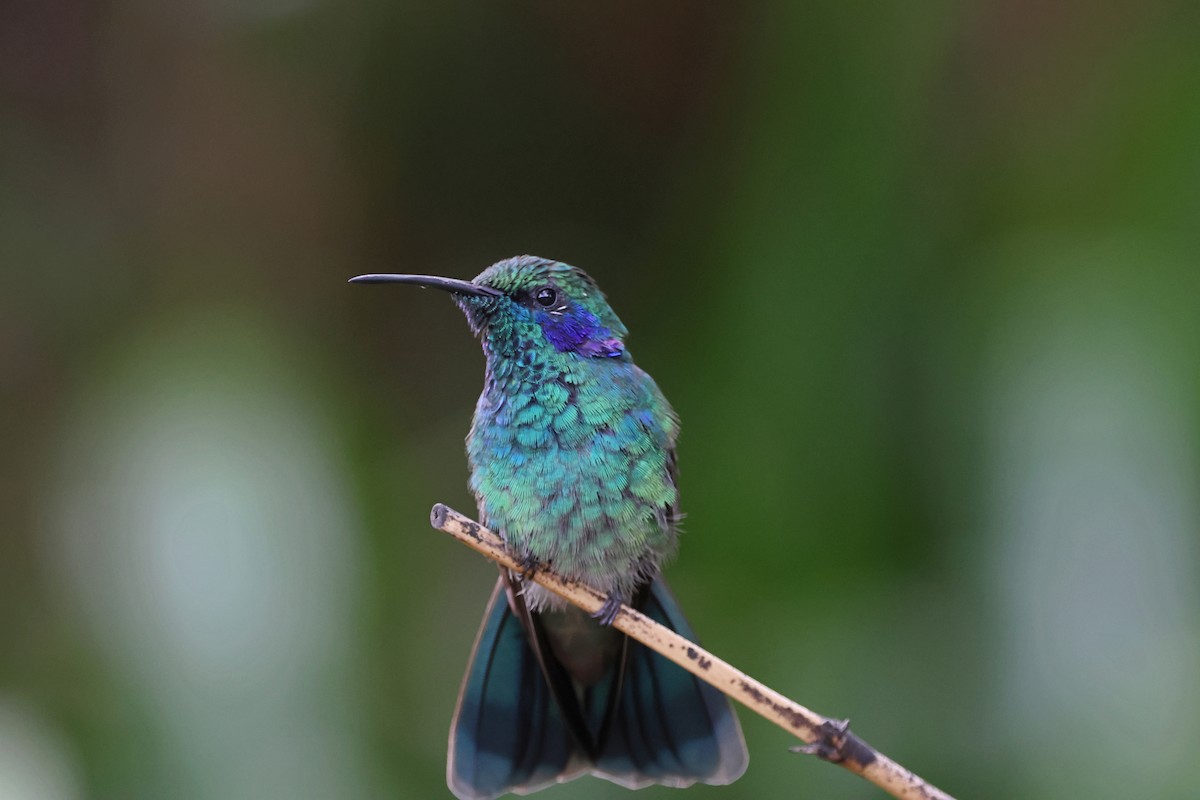 Lesser Violetear - ML623449623