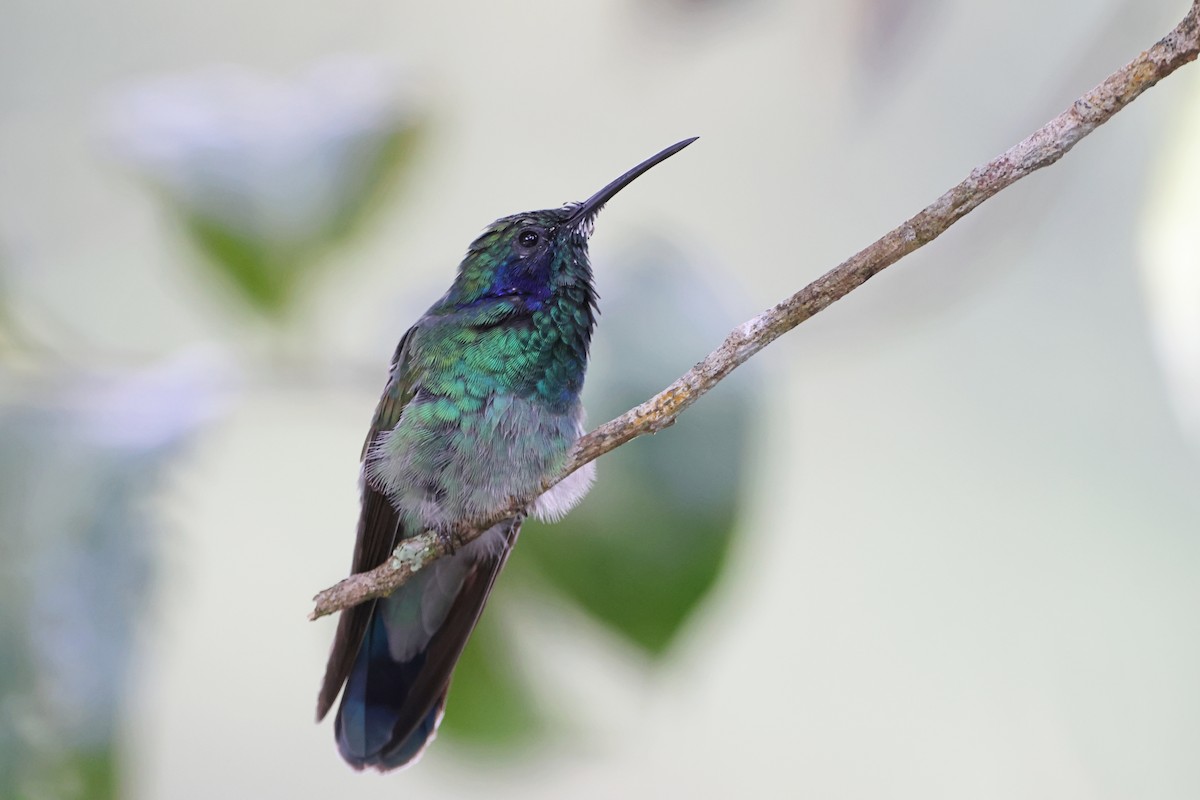 Lesser Violetear - ML623449628