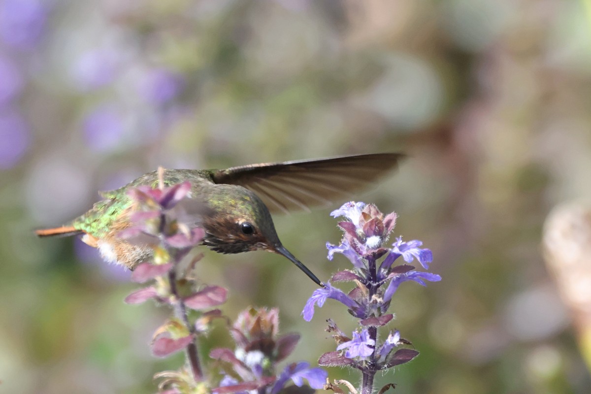 Volcano Hummingbird - ML623449655