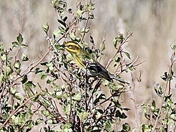 Townsend's Warbler - ML623449658