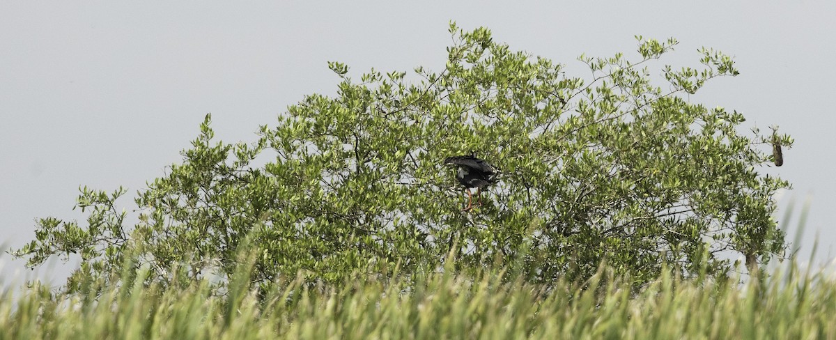 Northern Screamer - ML623449659