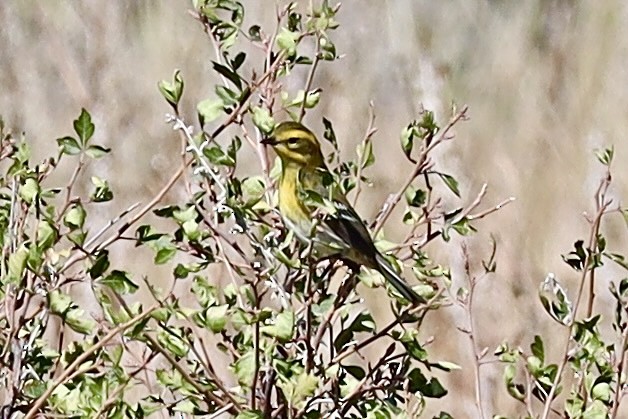 Townsend's Warbler - ML623449661