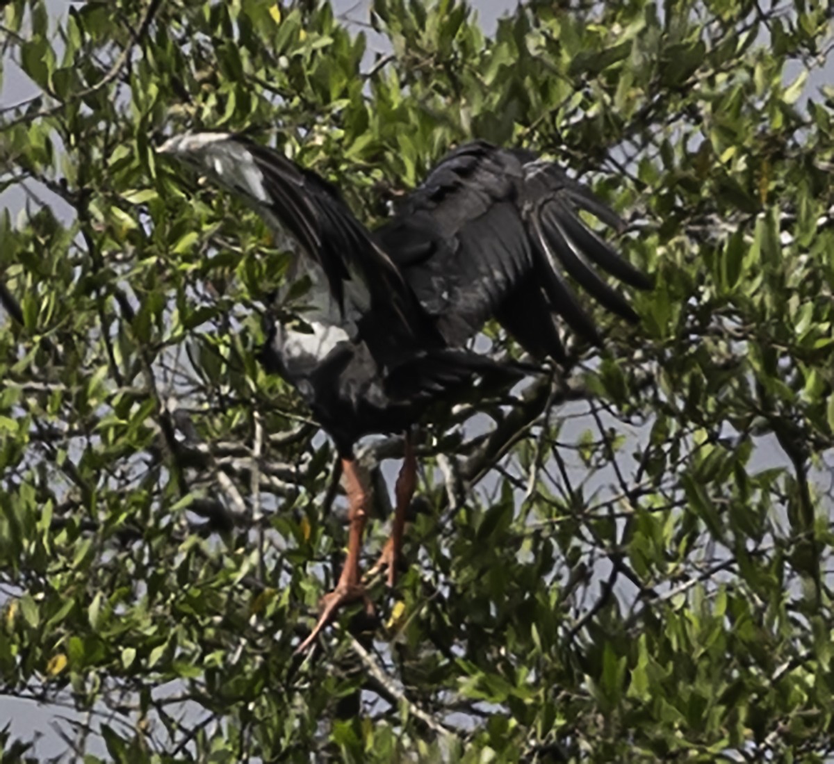 Northern Screamer - ML623449662