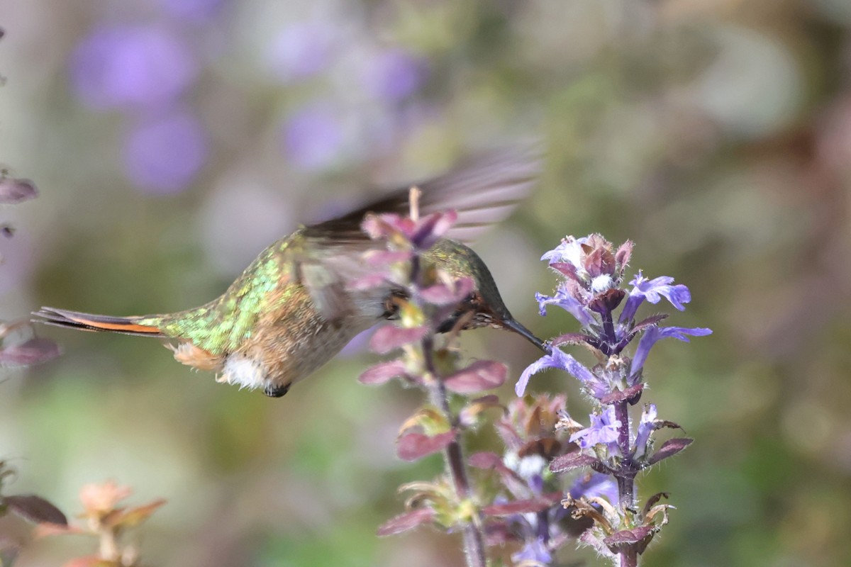 Volcano Hummingbird - ML623449663