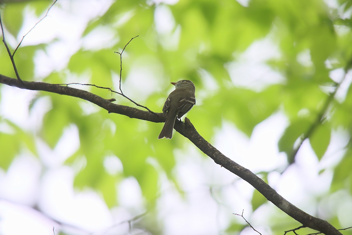 Least Flycatcher - Sylvain Lépine