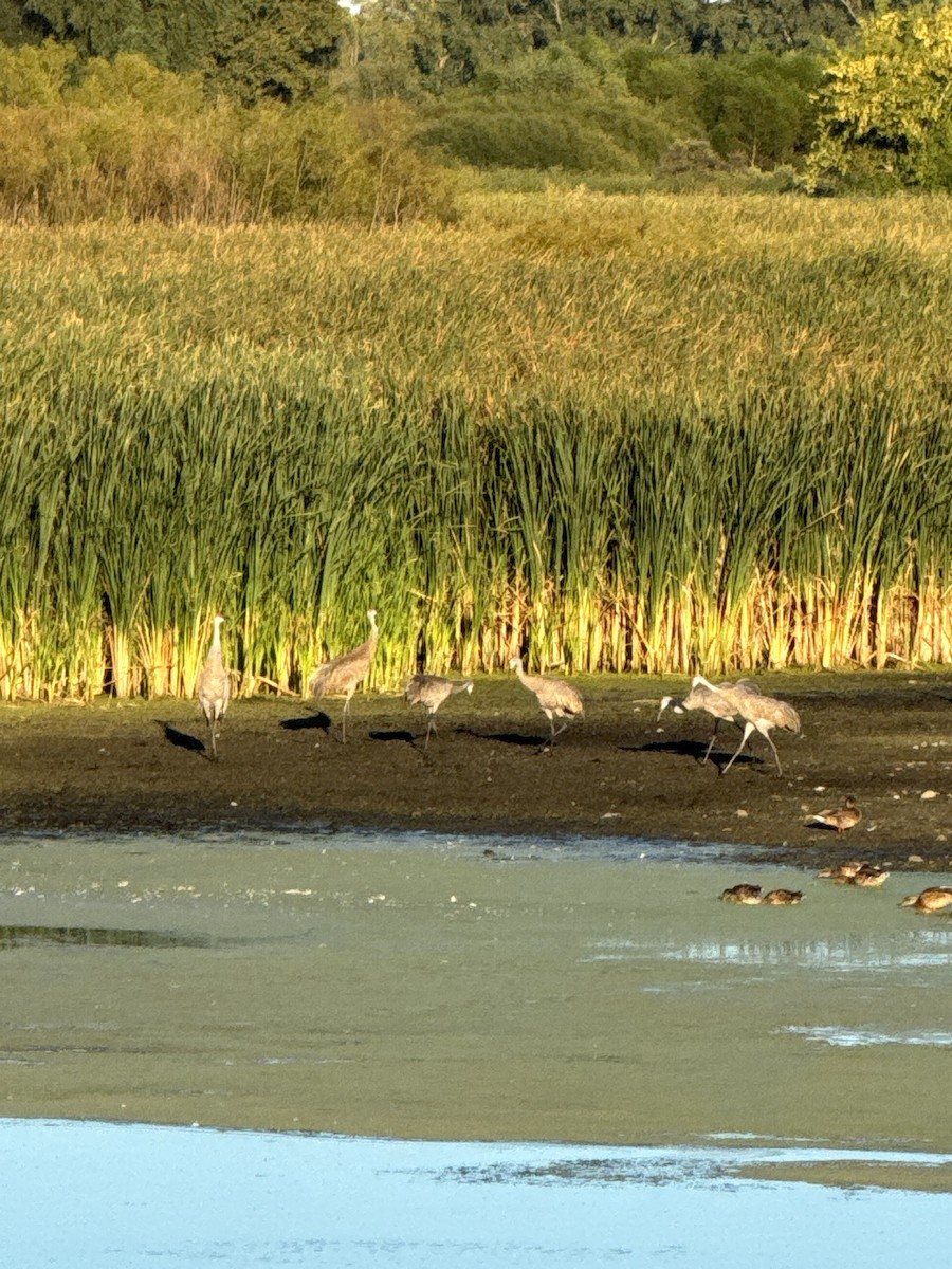 Sandhill Crane - ML623449714