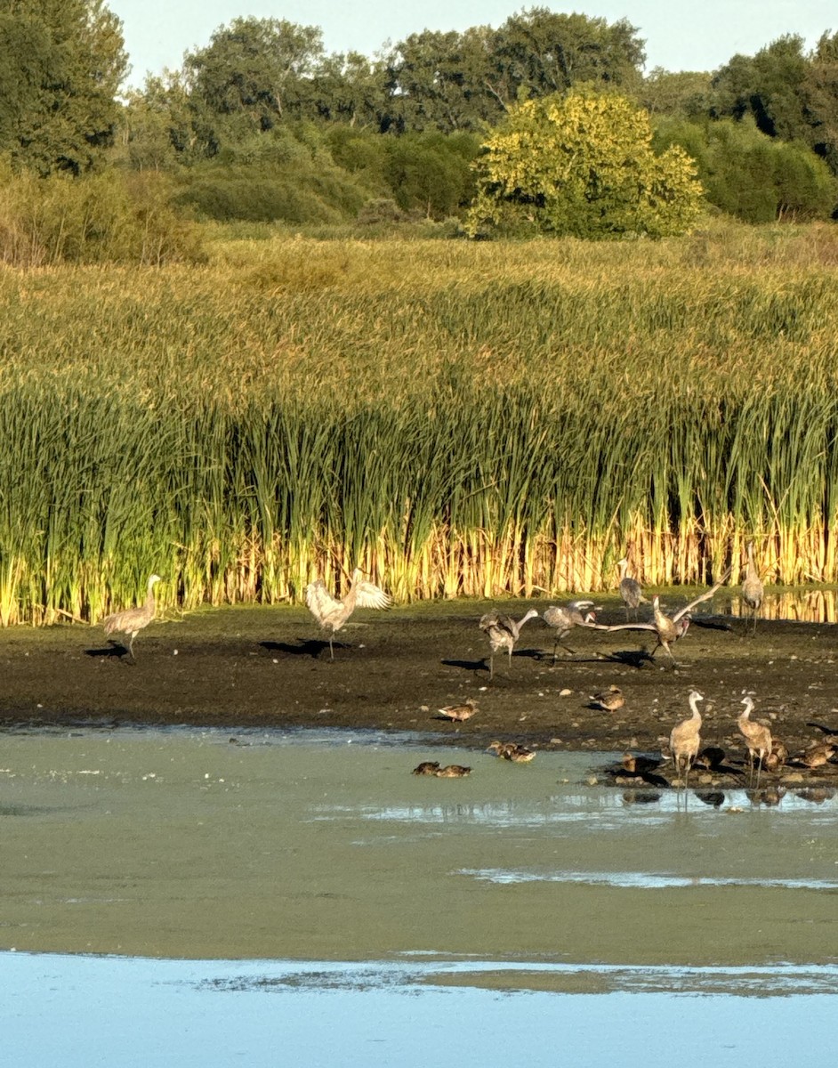 Sandhill Crane - ML623449715