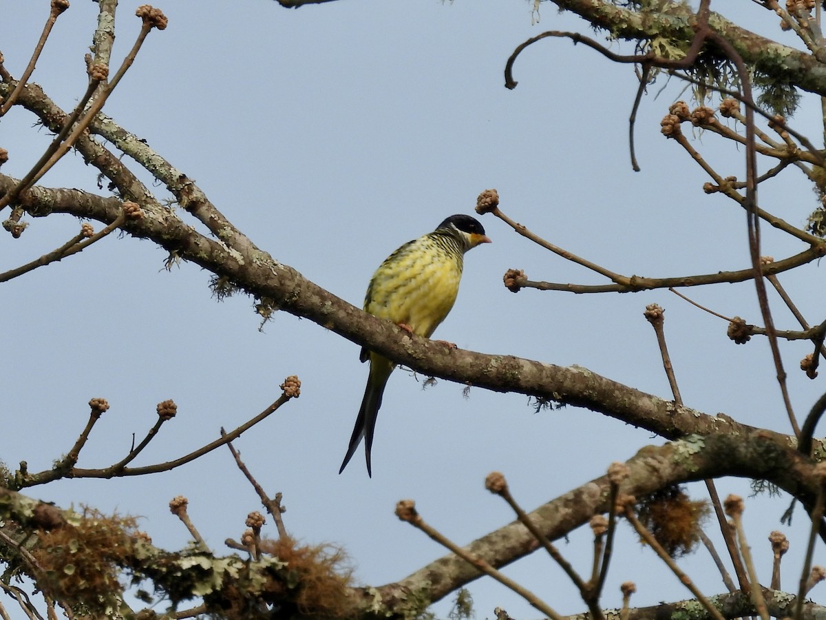 Swallow-tailed Cotinga - ML623449768