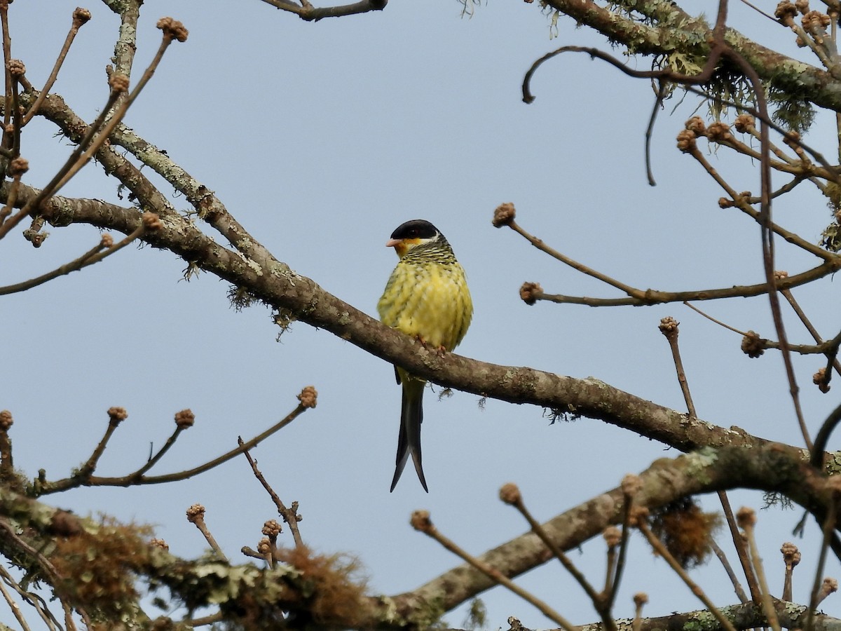 Swallow-tailed Cotinga - ML623449769