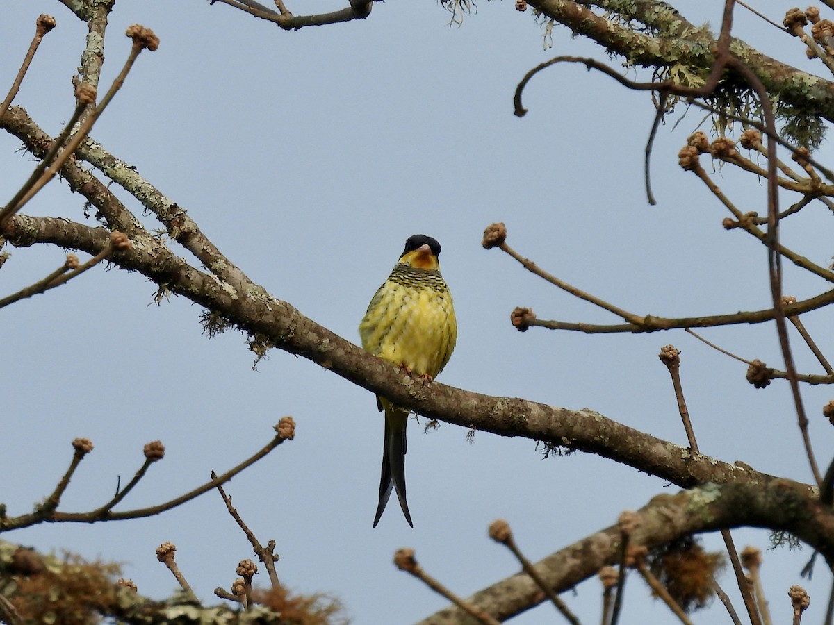 Swallow-tailed Cotinga - ML623449770