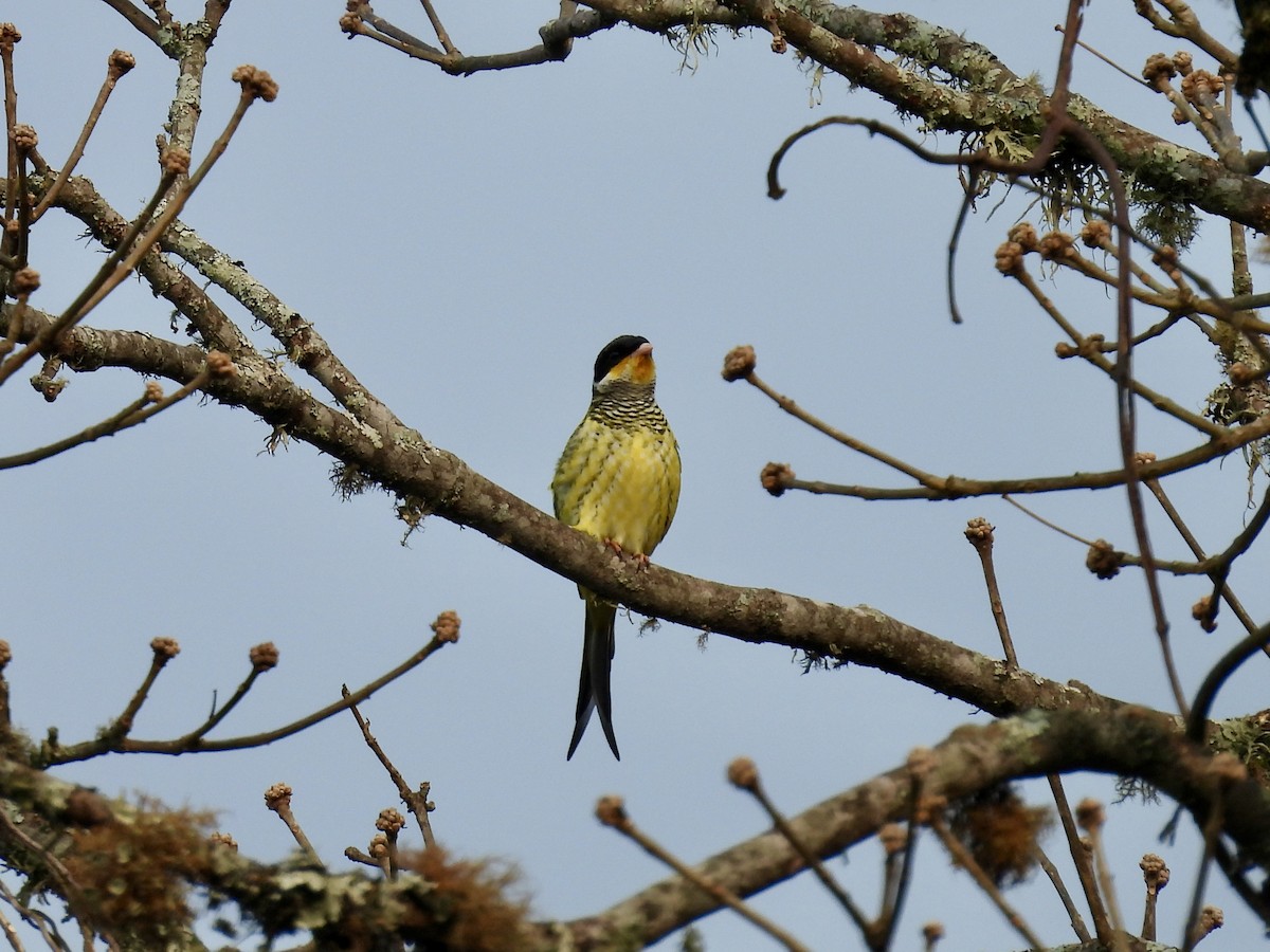 Swallow-tailed Cotinga - ML623449771