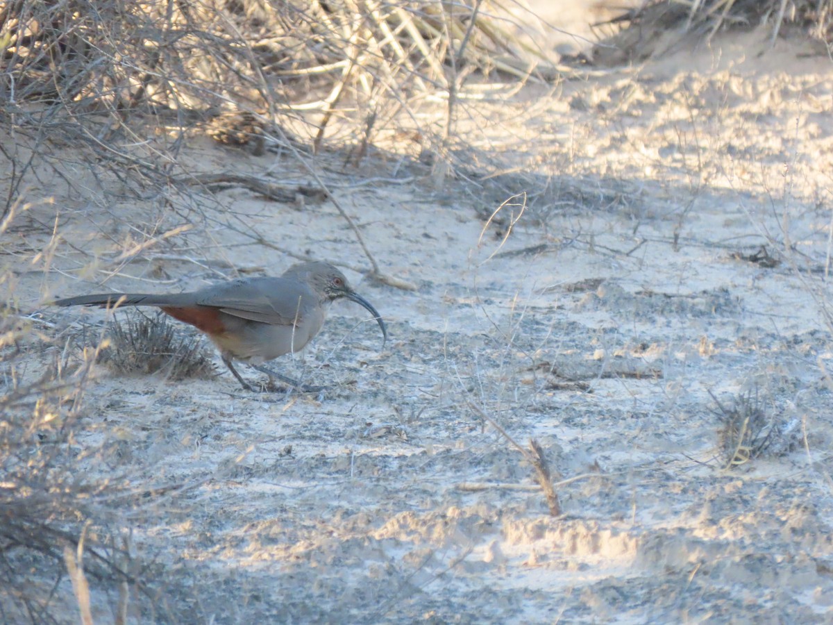 Crissal Thrasher - ML623449776