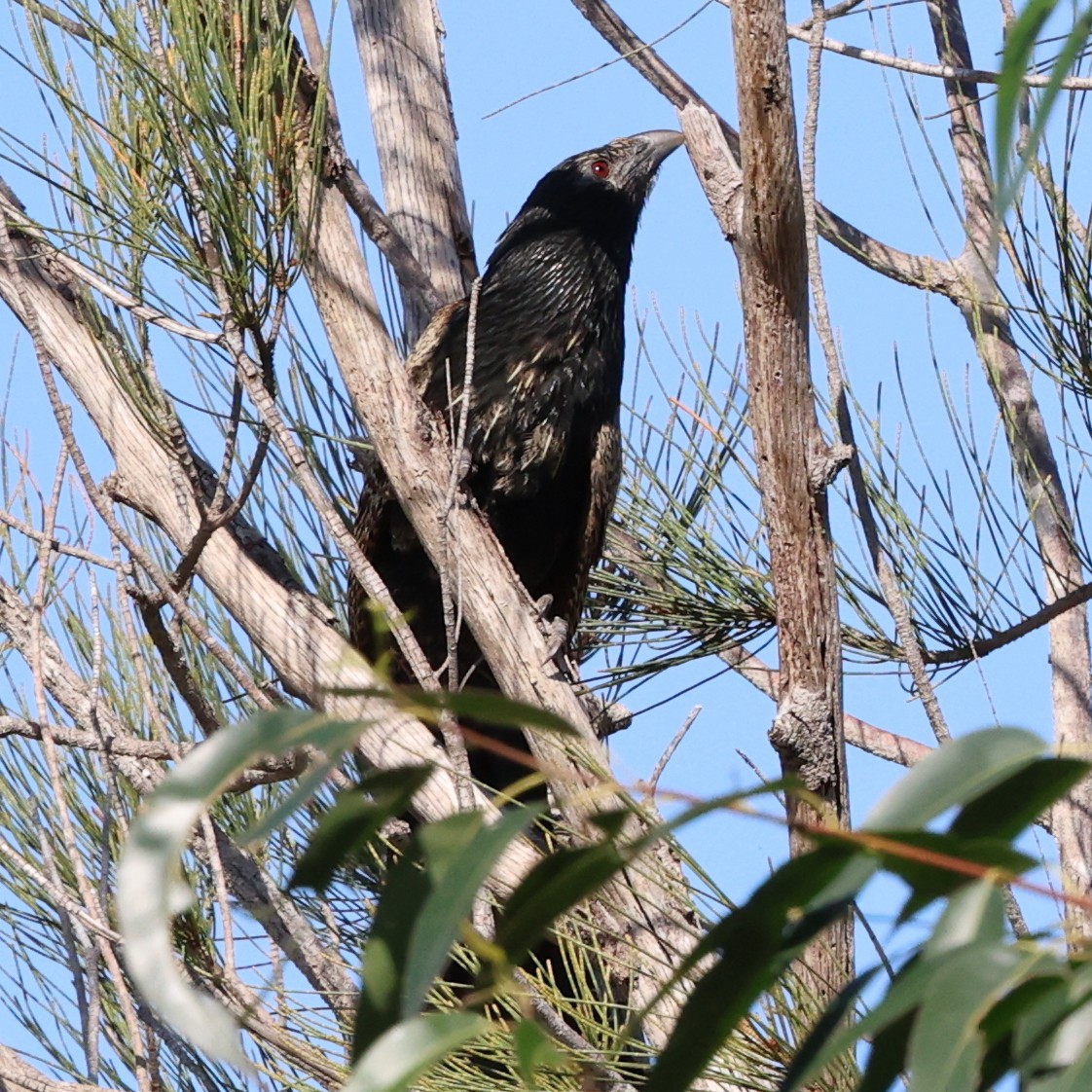 Pheasant Coucal - ML623449822