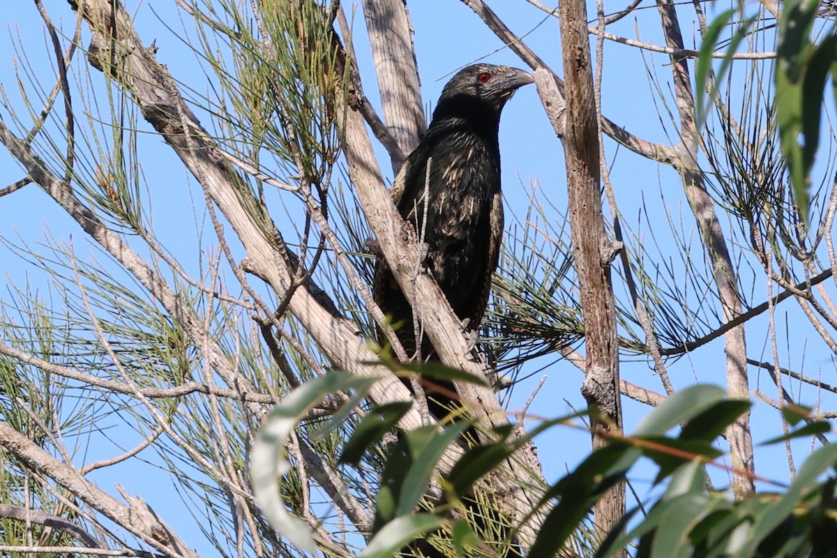 Pheasant Coucal - ML623449824