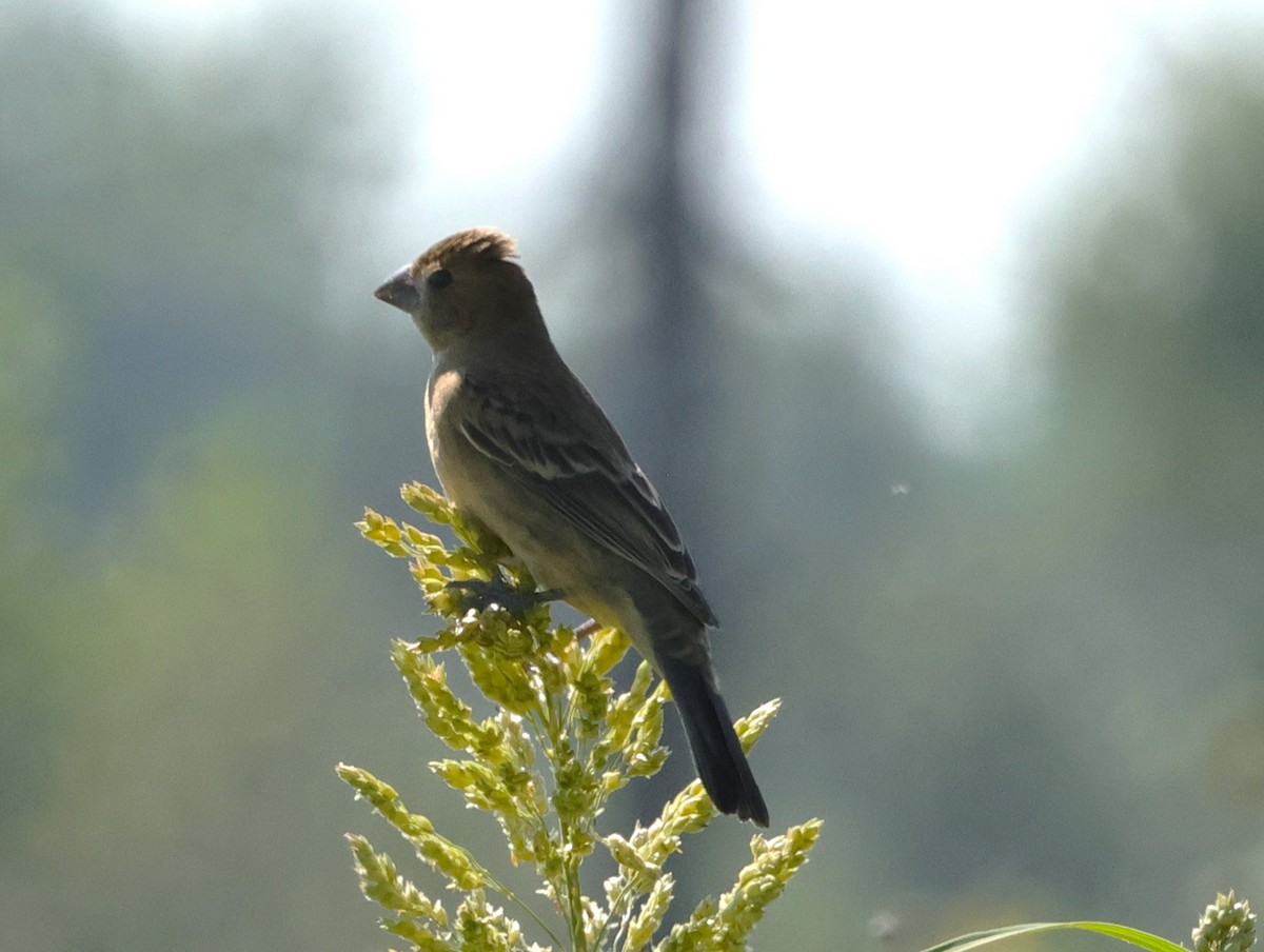 Lazuli Bunting - ML623449842