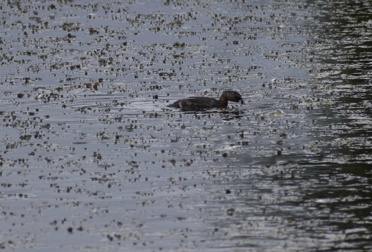 Pied-billed Grebe - ML623449849