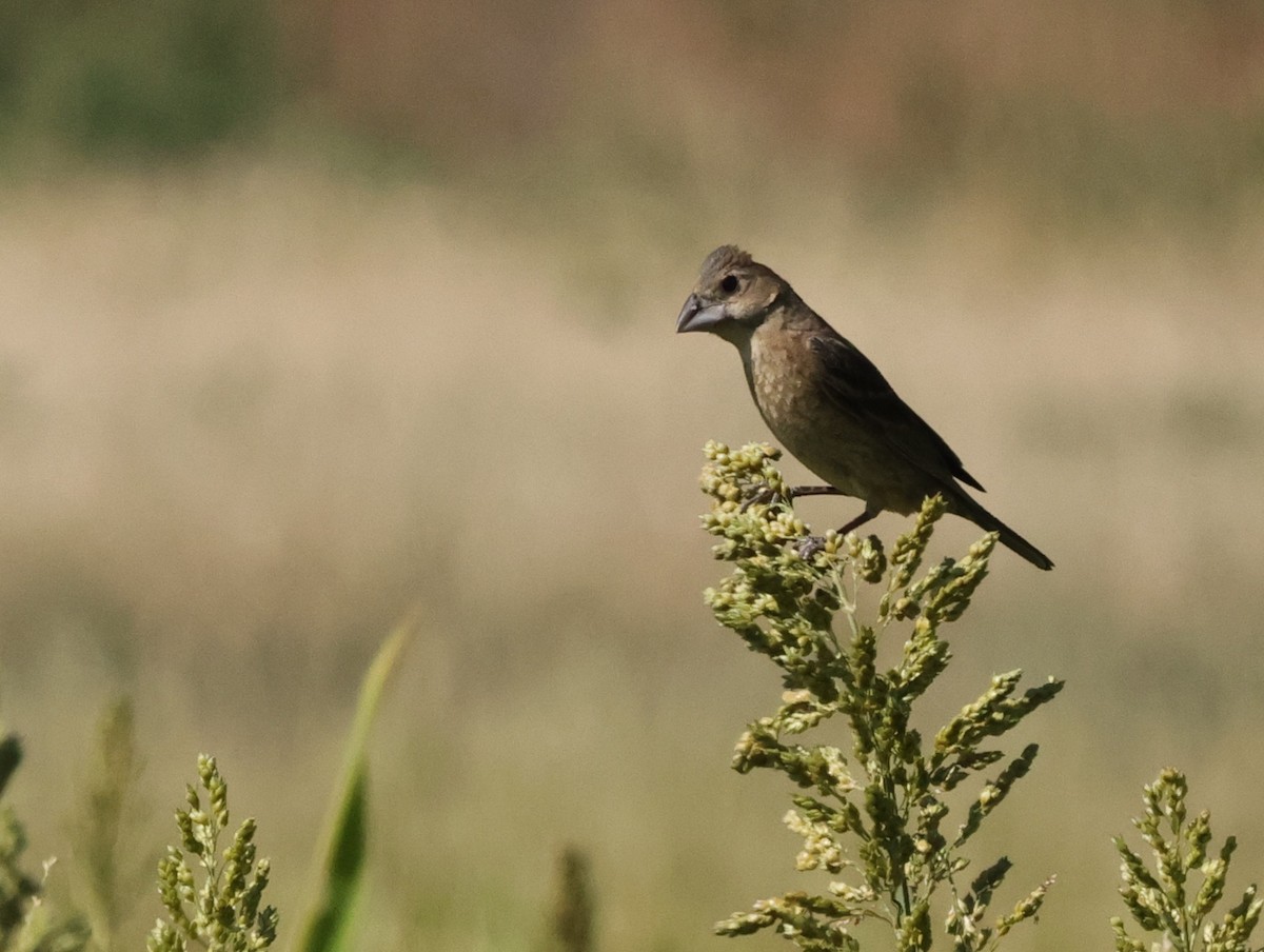 Blue Grosbeak - ML623449851