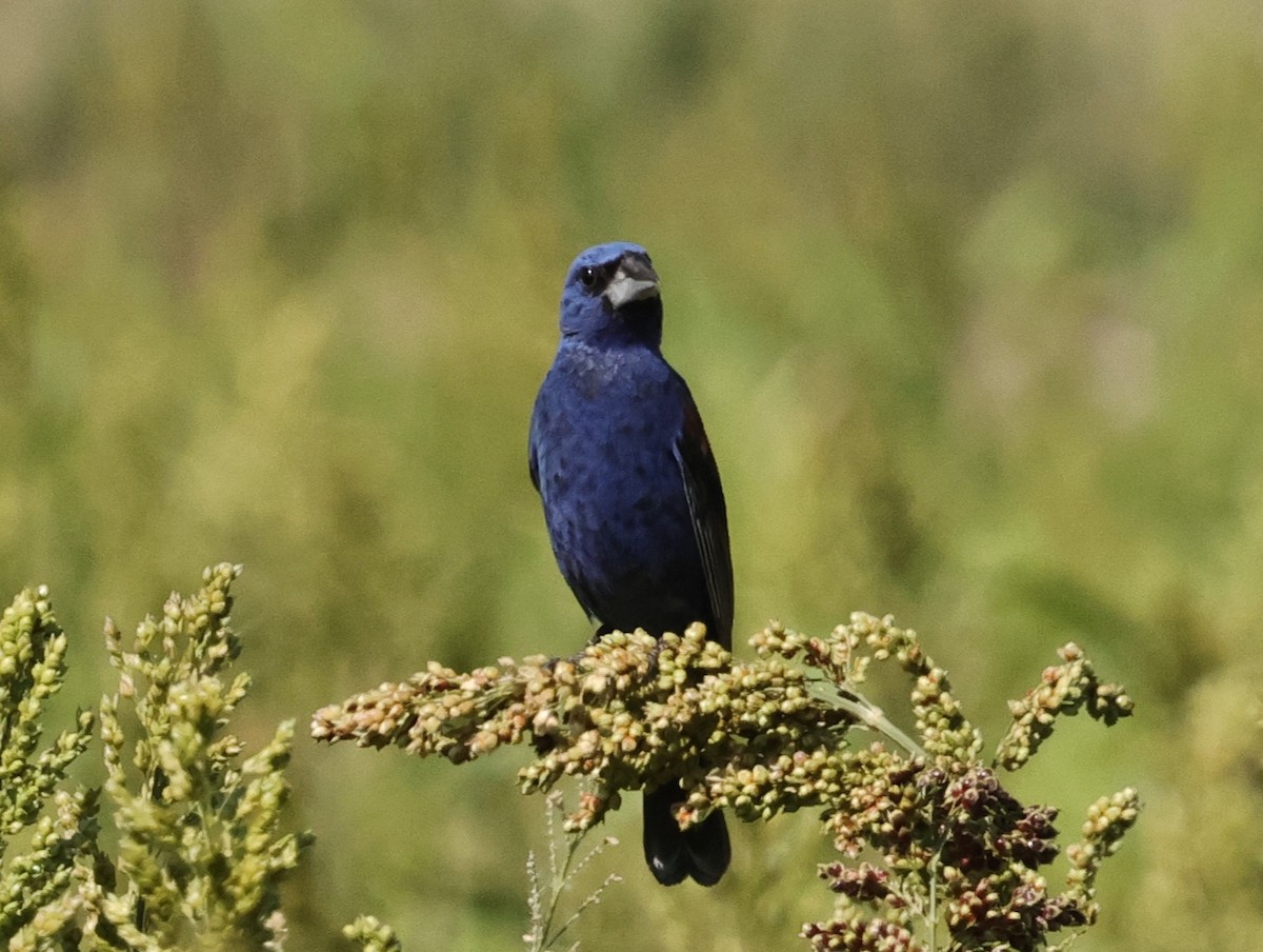 Blue Grosbeak - ML623449852